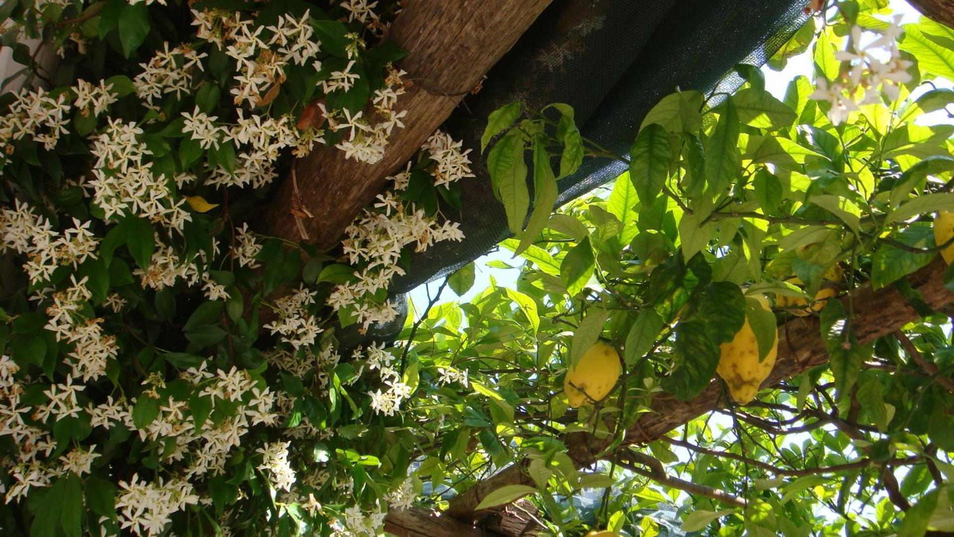 Villa Rina Amalfi Exterior foto